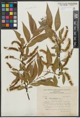 Foto von Salix alba L. x Salix fragilis L.